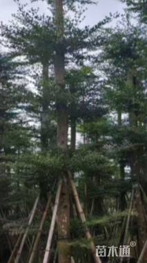 12公分小叶榄仁