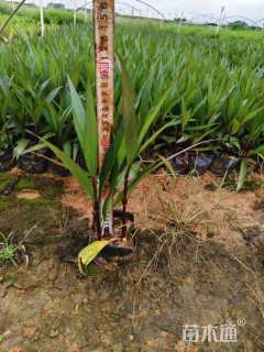 高度30厘米翠芦莉