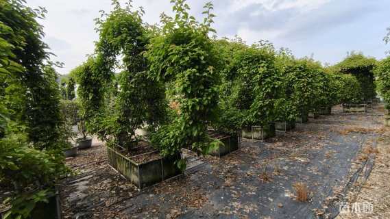 高度280厘米三角梅