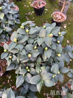 高度180厘米山茶花