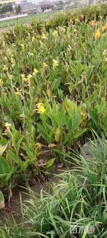 高度15厘米美人蕉