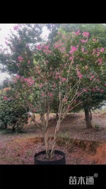 高度180厘米丛生紫薇