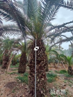 裸干高150厘米加拿利海枣