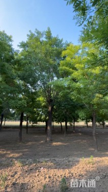 40公分国槐