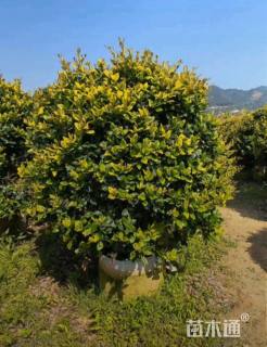 冠幅80厘米金森女贞球