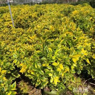 冠幅80厘米金边假连翘球