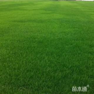 混播黑麦草