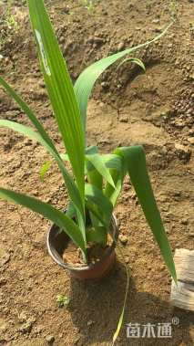 高度20厘米蓝花鸢尾