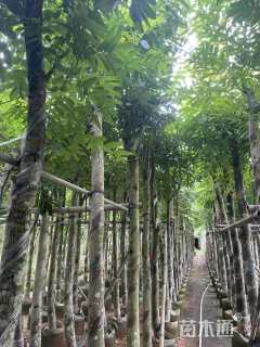 10公分桃花心木