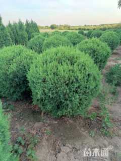 高度80厘米塔桧球