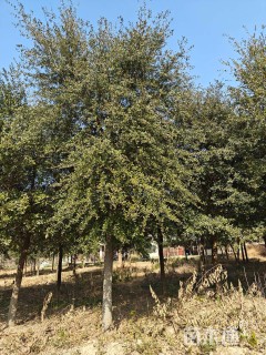 18公分弗吉尼亚栎