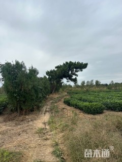 高度800厘米黑松