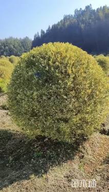 高度150厘米水蜡球