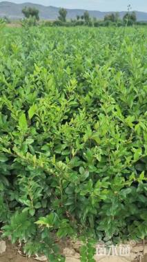 高度50厘米水蜡