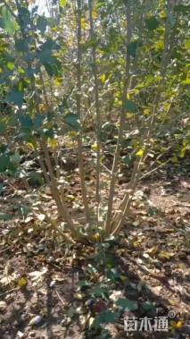 高度200厘米丛生紫荆