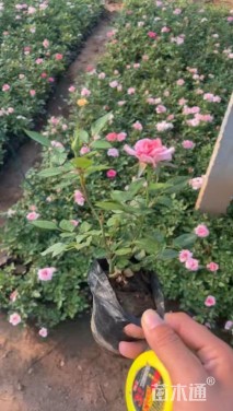 高度15厘米月季