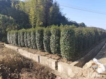 高度200厘米红叶石楠柱