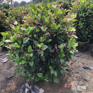 高度50厘米彩叶扶桑球