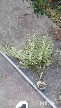 高度40厘米银姬小蜡