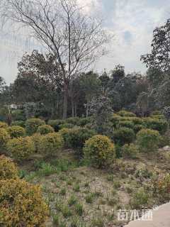 冠幅80厘米小叶黄杨球