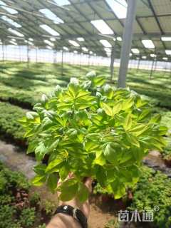 高度20厘米火焰南天竹