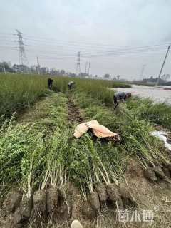 高度50厘米小叶女贞