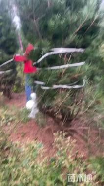 高度300厘米白皮松