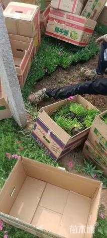 高度15厘米石竹