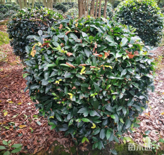 高度155厘米中华蚊母球