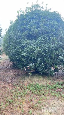 冠幅300厘米桂花球