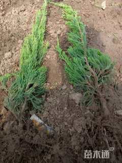 高度57厘米小龙柏