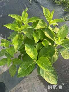 高度35厘米八仙花