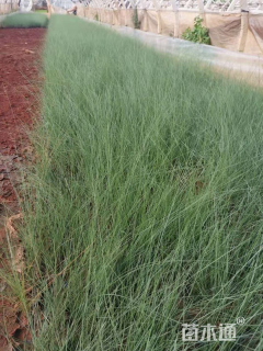 高度30厘米粉黛乱子草