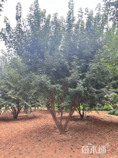 高度600厘米丛生元宝枫