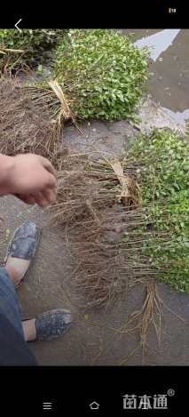 高度40厘米小叶女贞