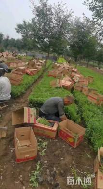 高度20厘米柳叶马鞭草