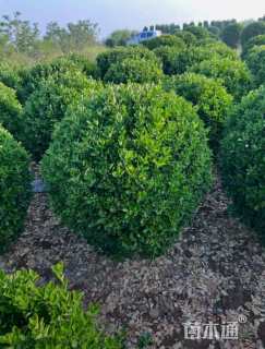 冠幅50厘米大叶黄杨球