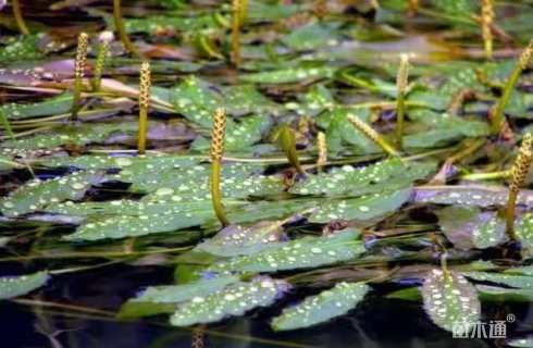 高度30厘米竹叶眼子菜