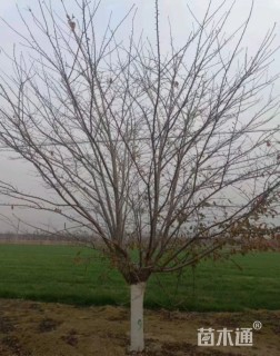 18公分染井吉野樱