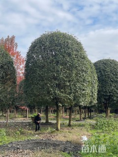 20公分高杆桂花