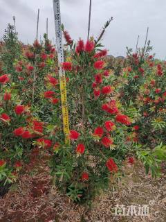 高度150厘米多花红千层