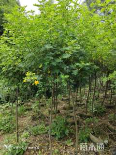 高度150厘米双荚槐