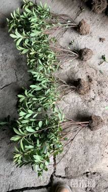 冠幅30厘米红叶石楠球