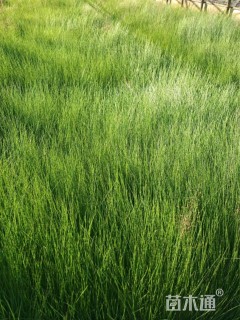 高度15厘米粉黛乱子草