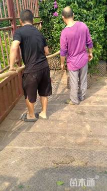 高度200厘米三角梅柱