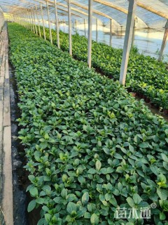 高度15厘米八仙花