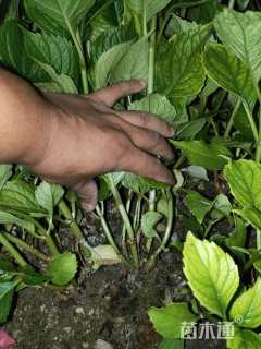 高度40厘米八仙花