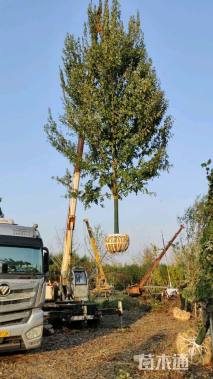 16公分美国红枫