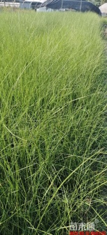 高度40厘米粉黛乱子草