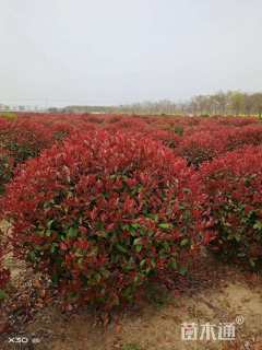 冠幅200厘米红叶石楠球